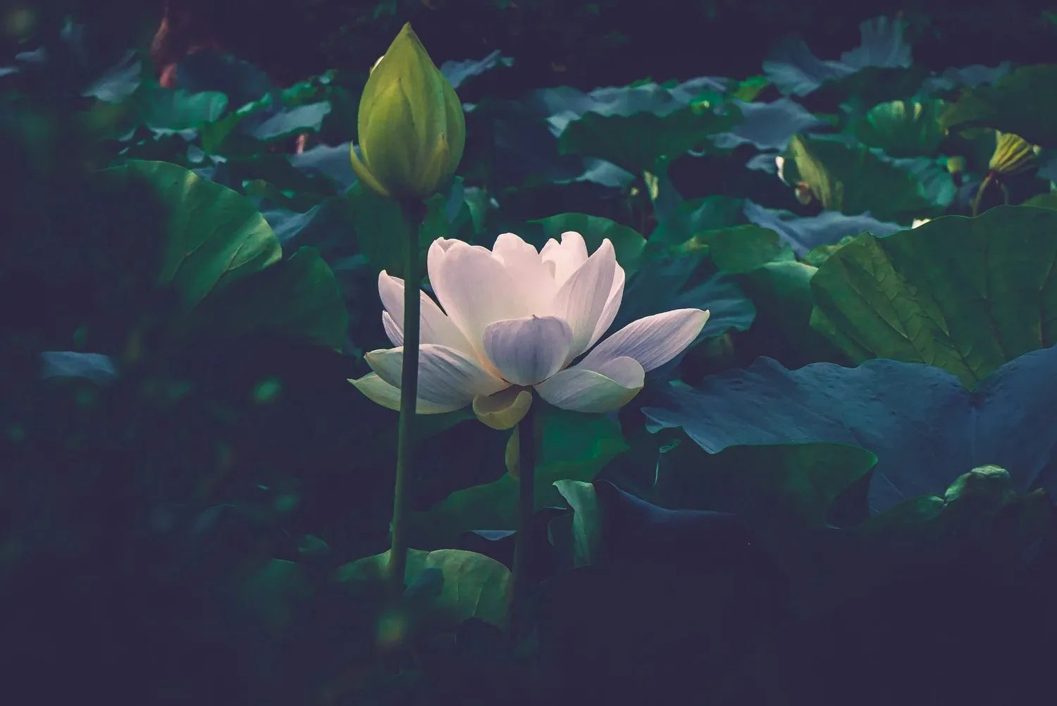 Blooms cover image